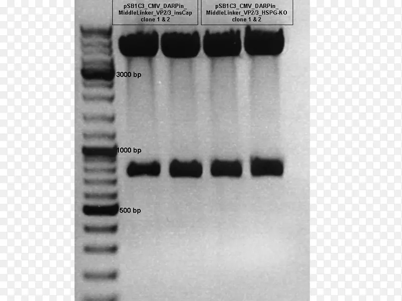 �����ǰ�ɫ����-Freiburg-������