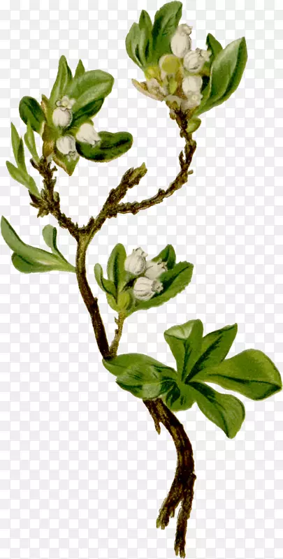 ֲ��ͼƬ.��ֲͨ��-������