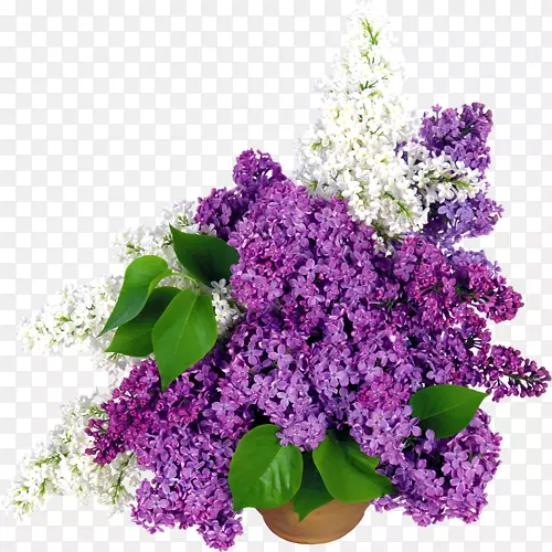 �����л����㻨-������