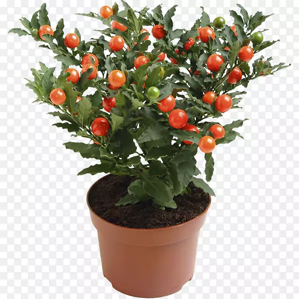 ����ֲ������-������