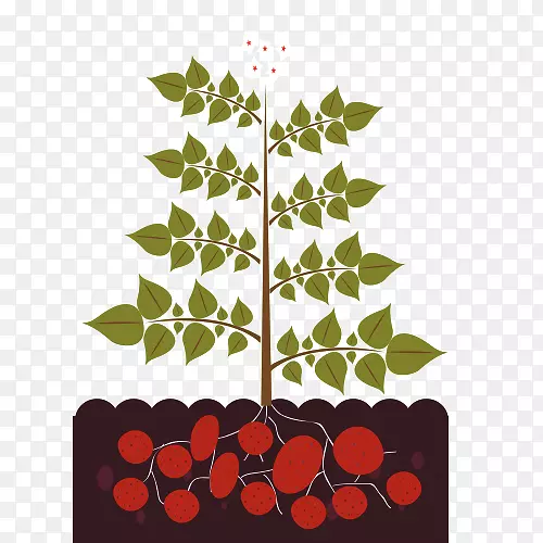 ֲ���ͼ.���㻨�Ͳ�-������