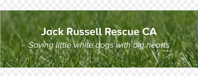 ��ݵزݳ�����������-������