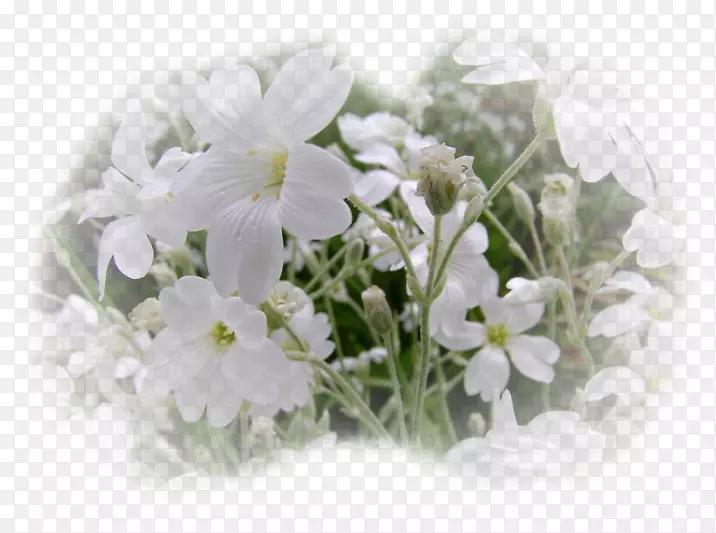 ��������л�ֲ�ﻨ��-������