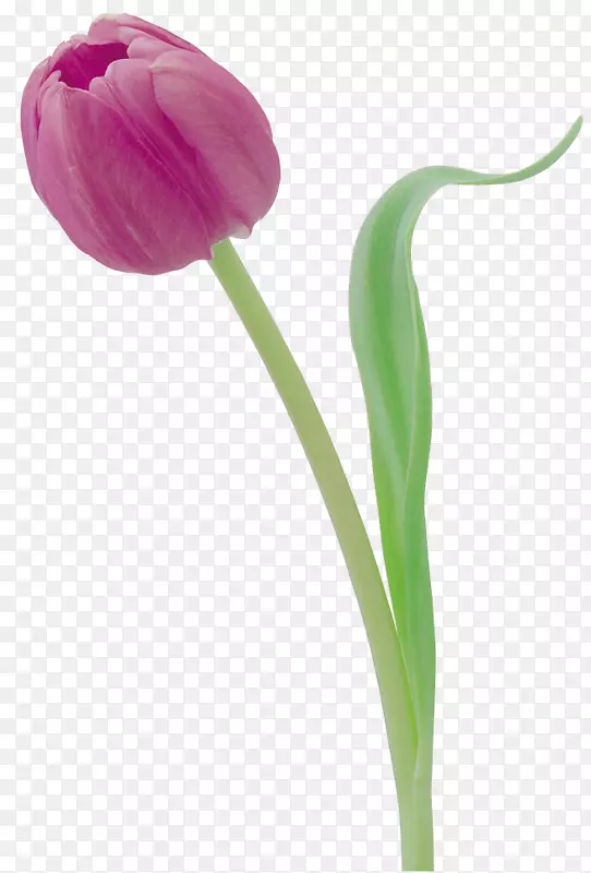 �����㻨��Ӱ����Ӱ��-������-������