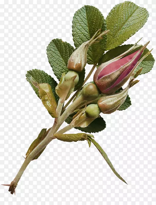 ��԰õ�廨�ٻ�-������