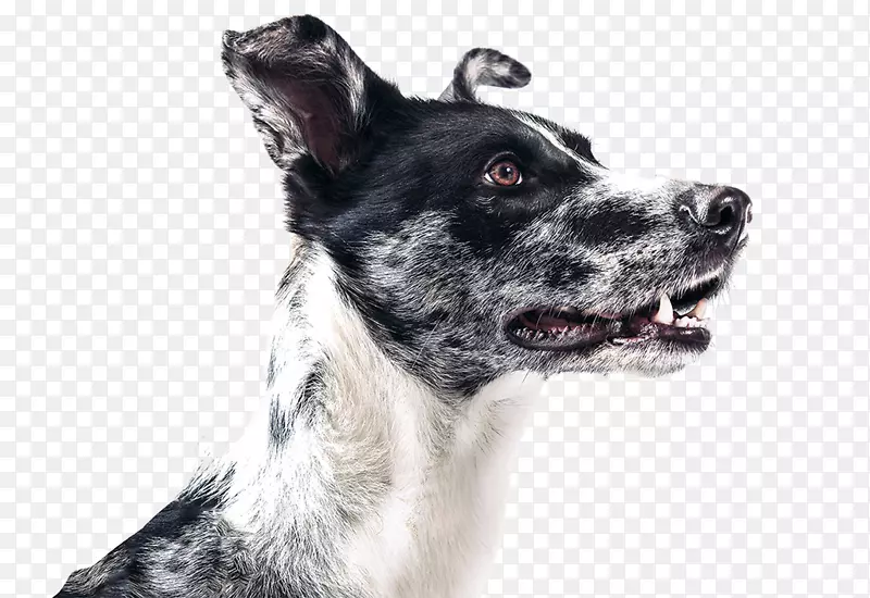 �Ĵ�����ţȮӢ���ټǳ����ո�����ţ������-������