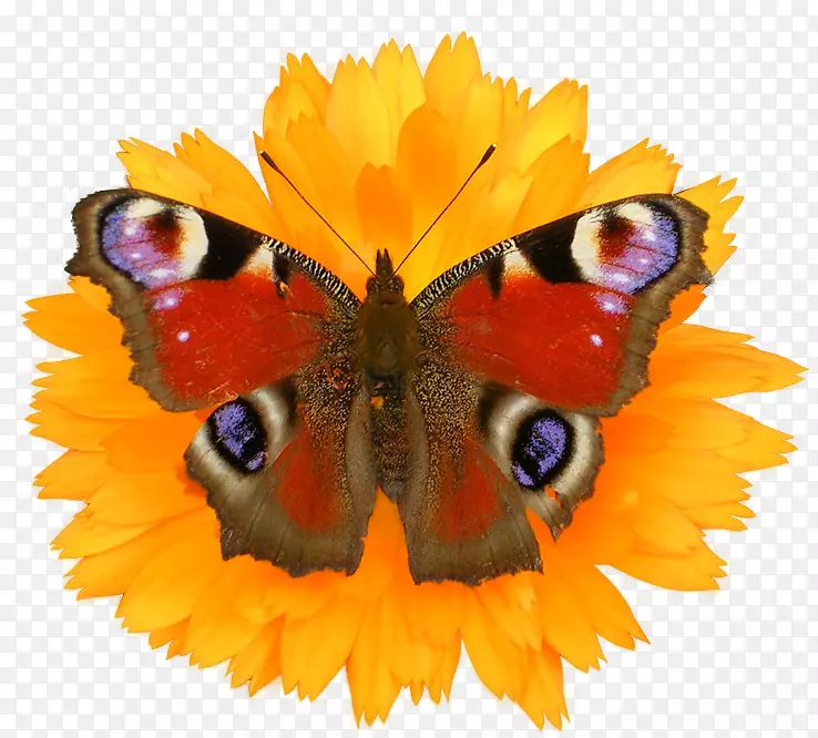 ����������С��-��Ȼ��-��������-������