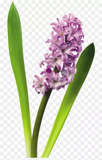 �����Ӳ廨����-����-������