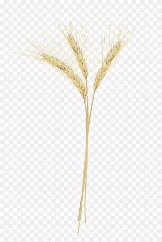 �̱��Ƶ�-������