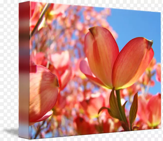 �����㻨ľӡ��.������-������