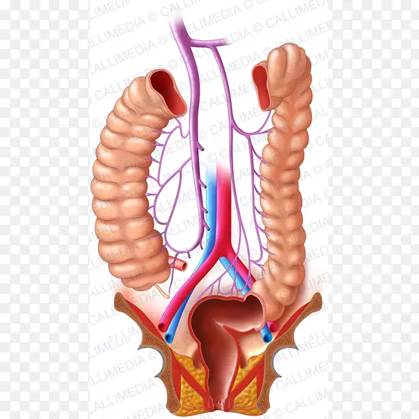 ���ܰ�ϵͳ������ϵͳ�󳦰�-����-������