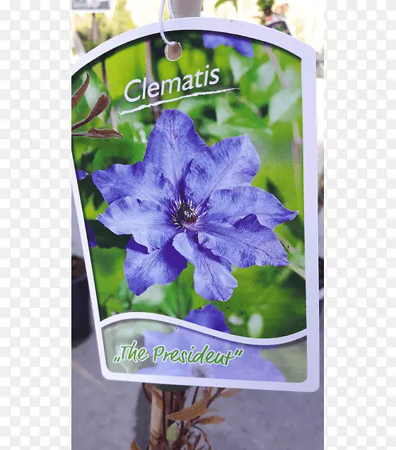 �廨Ƥ��-������-������