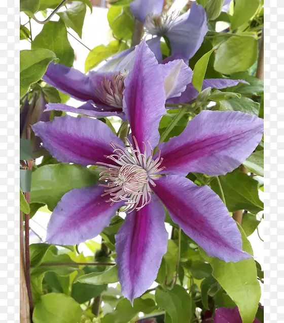 Ƥ�ﻨ-������-������