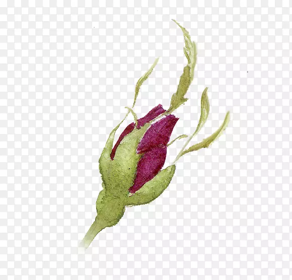 ˮ�ʻ���ɫǦ��õ�廨��-������