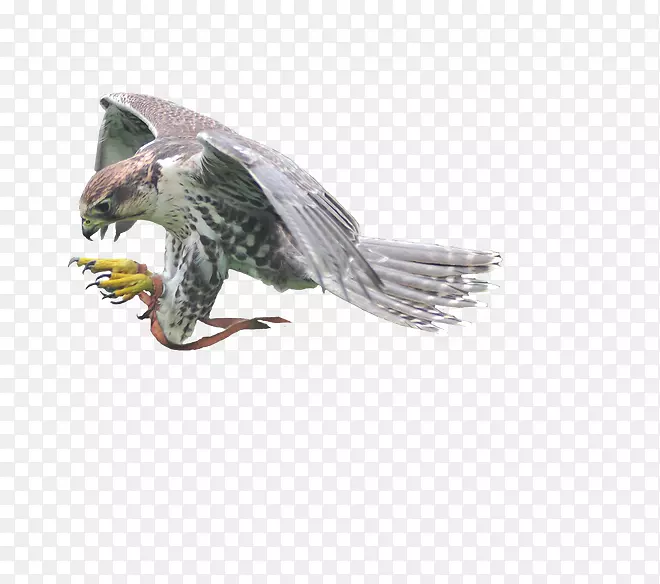 ����Ұ������-��ӥ-������