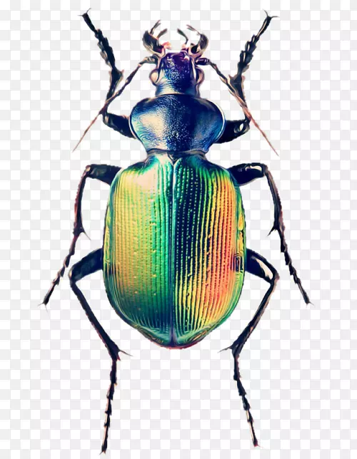 �׳�-������