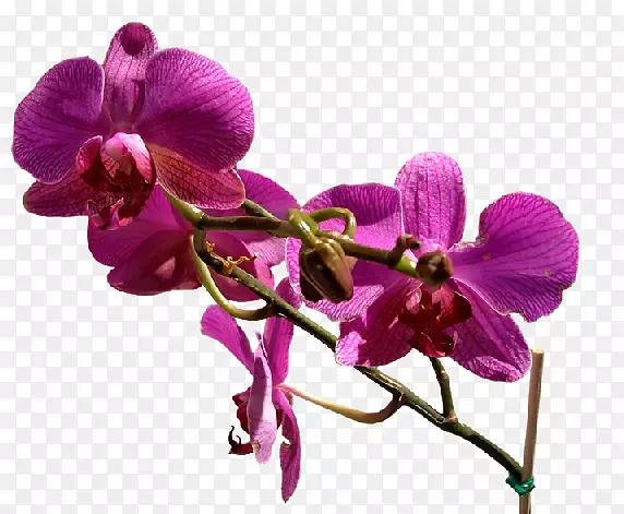 ���ܲ��ͼ�����-��-������