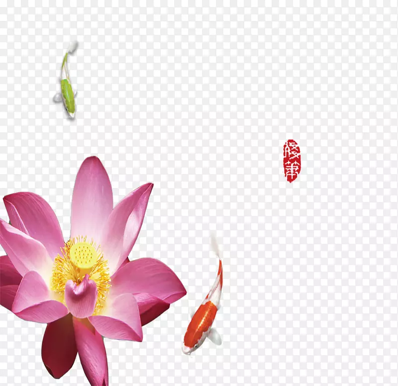 ����nelumbo nucifera��ɻ�ЧӦ-�ɻ�����-������