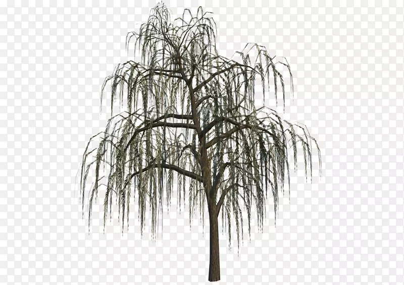 ����/m/02csf�����Գư�ɫ-������