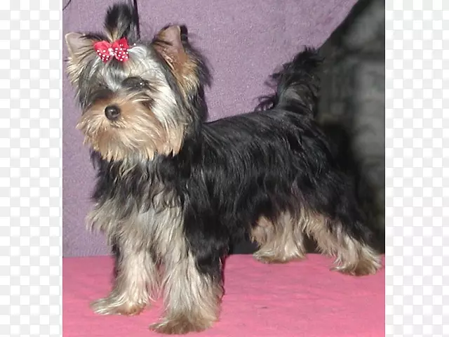 Լ�˿�С��Ȯ������˿ë��Ȯ��������Ȯ��Ī����Ȯ-С��-������