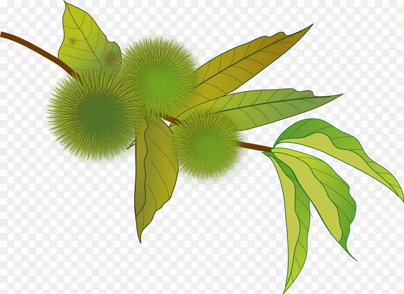 ���Ĳ���Crenata��֧����-��-������