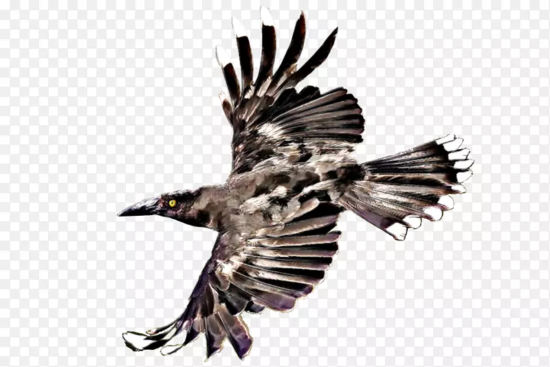 �����ǵ�����˹������ɽ�����ӥ��ɫ����˹����������-ӥ-������