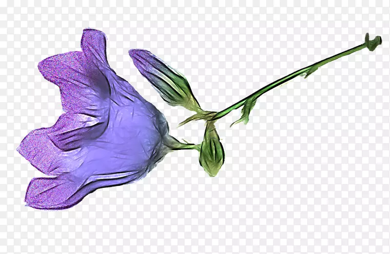 �����л�ֲ�ﾥҶ����ֲ��Ҷ-������