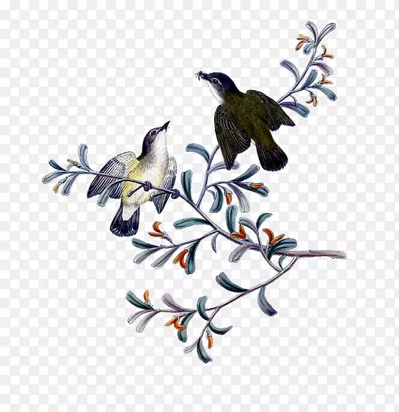 ���쿪��ֲ��-��ë-������