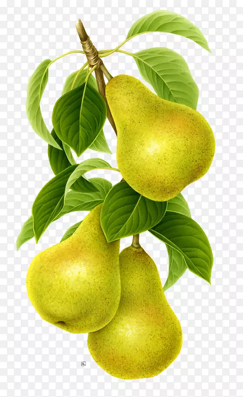 �������-�ֻ����Ҷ-������