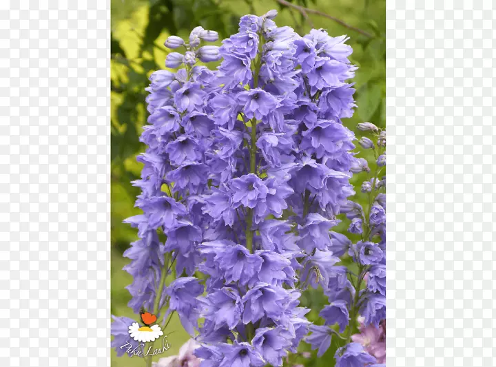 Ӣ��޹�²ݡ����ѡ�������-������