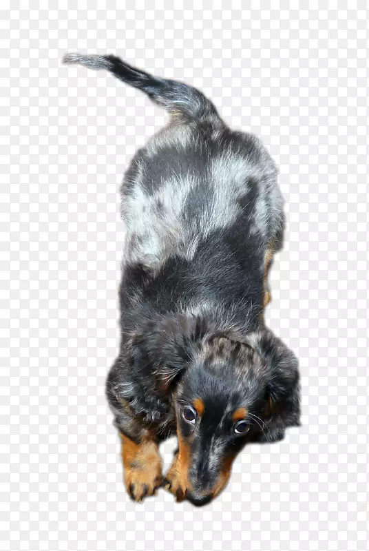 С����ֳ����-С��-������