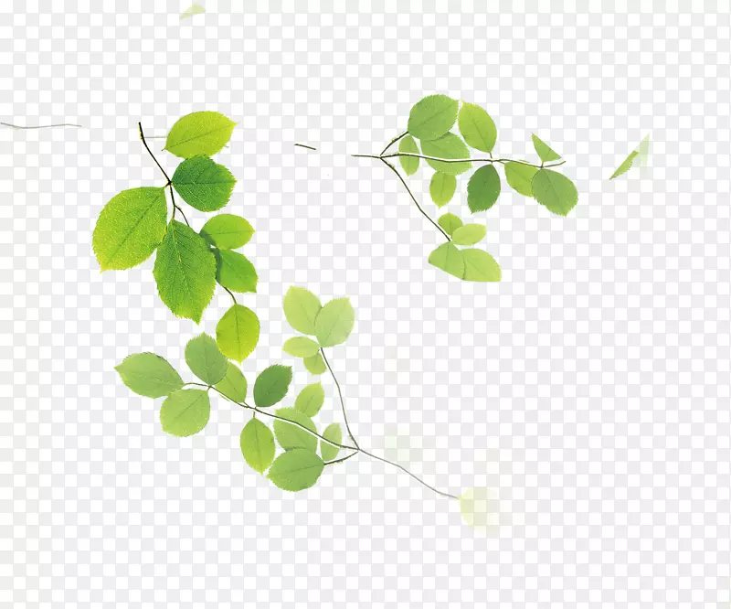 ˮ�ʻ�������Ҷ-������