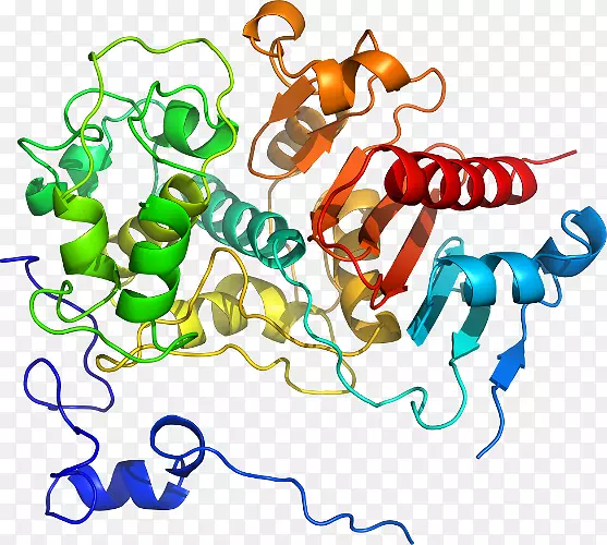 ֱ�ߵ����ﶯ���������-������