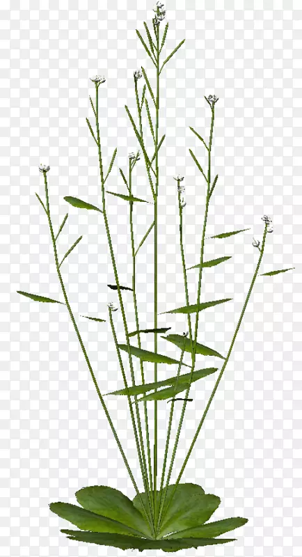 ���Ϳ����Ա�����ֲ̬����Ӧ-ֲ�����ѧ-������