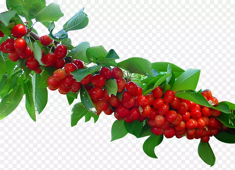 ��ӣ��-ӣ�Һ�-������