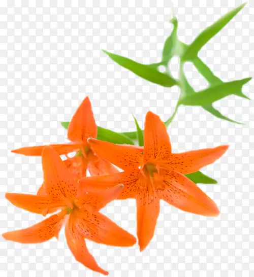 ��Ӱ����ɫ�ٺ�-��-������