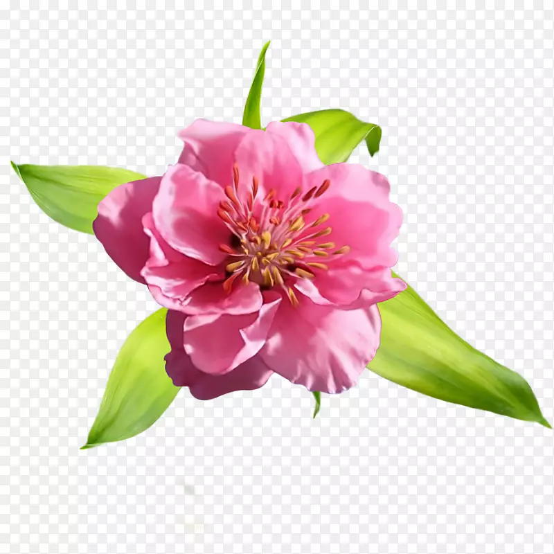 ���ֿƻ���-ĵ��-������