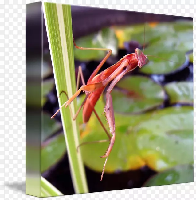 ������-������