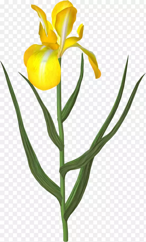 �������л���ɫֲ��������-������