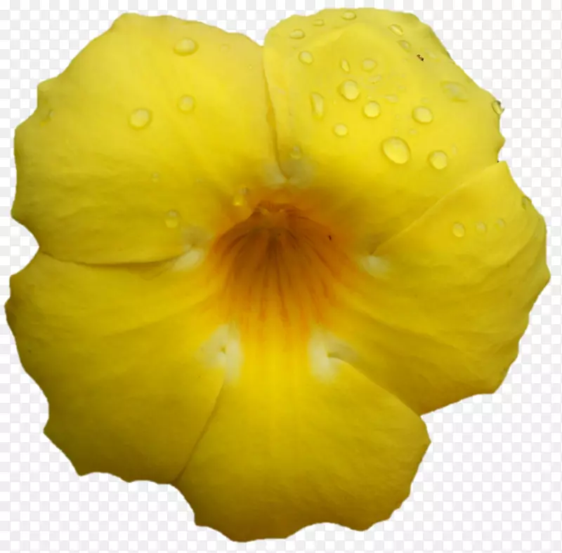 Belur��ѧ˹������Sarada Devi��֯ƷSarada uchiha���ٲƸ�-Belur��ѧ-������