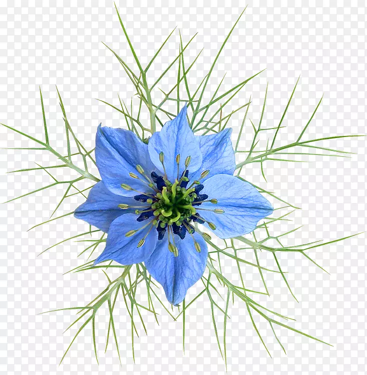 ����ֲ��-ֲ��-������