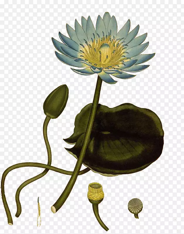 ֲ��ѧ�ҵı��⣬Ϊ�µĺ�ϡ�е�ֲ���ͼֲ����ϵ����-������