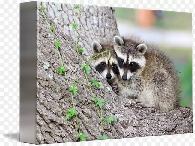 �롢��ܡ����ӡ�����Ⱥ�������-������