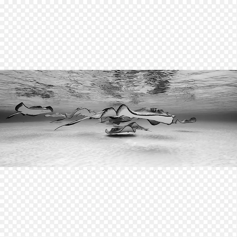 ����ӡˢ���׿¶�ӡˢ��Ӱ.��ɫ-������