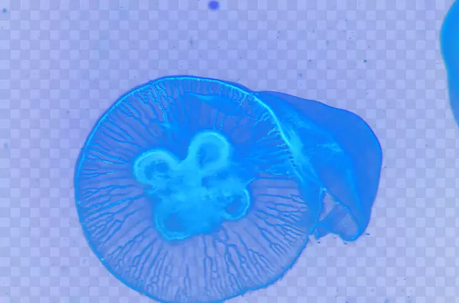 ����Ȧ������ֽ-����ˮĸ-������