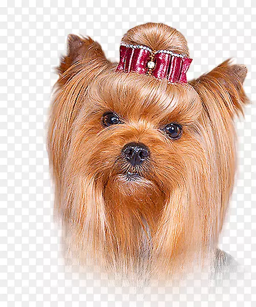 Լ�˿���Ȯ���Ĵ�����˿״��Ȯ���Ĵ�������Ȯ��ŵ������Ȯ��ŵά����Ȯ-С��-������