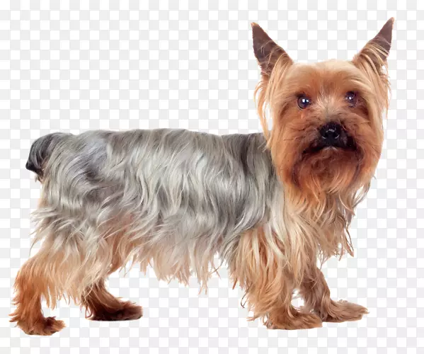 Լ�˿���Ȯ�Ĵ�����˿����Ȯ�Ĵ�������Ȯ������Ȯŵά����ȮԼ�˿�-������