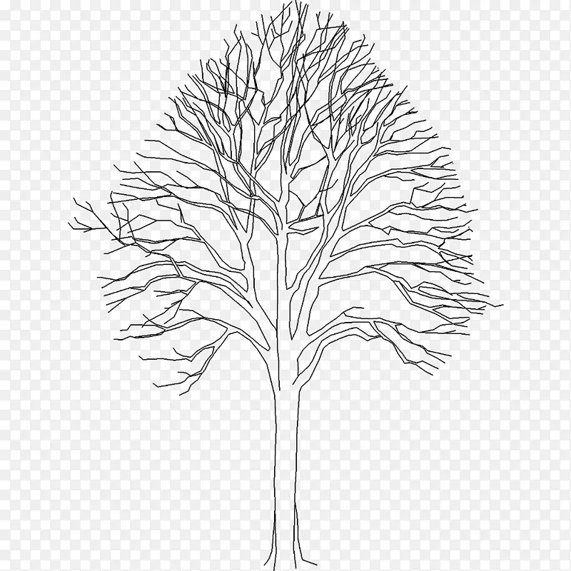 Сֲ֦�ﾥҶϵ����ֲ��-Ҷ-������