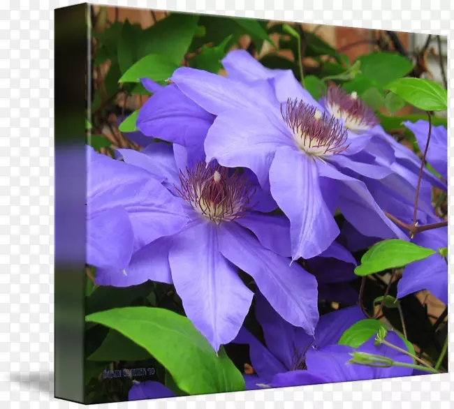 Ƥ�ﻨһ����ֲ��-������-������