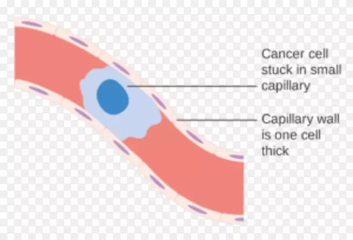 ��֢Ѫ��Ѫϸ��-ѪҺ-������